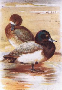 Scaup